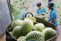 ទុរេននាំមកនូវការរំពឹងទុកសម្រាប់ការនាំចេញផ្លែឈើរបស់វៀតណាម