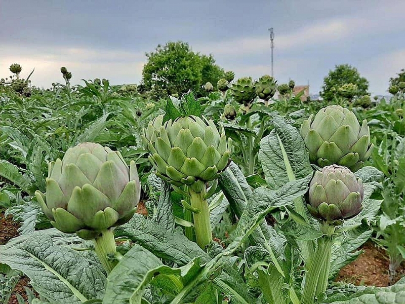 ដាឡាត artichoke ត្រូវបានទទួលស្គាល់ថាជាតម្លៃកំណត់ត្រាអាស៊ី ដាឡាត artichoke ត្រូវបានទទួលស្គាល់ថាជាតម្លៃកំណត់ត្រាអាស៊ី