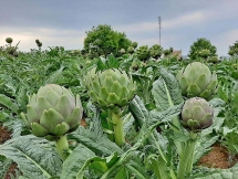 artichokes វៀតណាមសម្រេចបានកំណត់ត្រាមួយដោយផ្អែកលើលក្ខណៈវិនិច្ឆ័យតម្លៃធ្វើម្ហូបអាស៊ី
