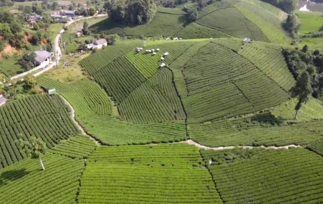 Đồi chè Cầu Đá   Điểm tham quan, check in tuyệt vời dành cho du khách tại Thái Nguyên