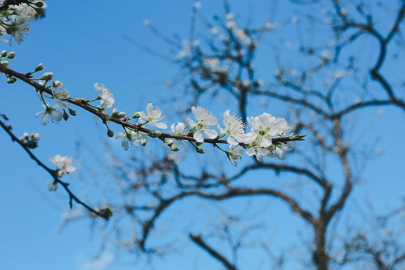 មើលផ្កា plum ក្រៅរដូវនៅ Moc Chau