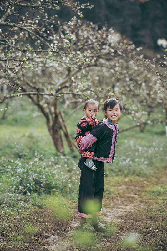 មើលផ្កា plum ក្រៅរដូវនៅ Moc Chau