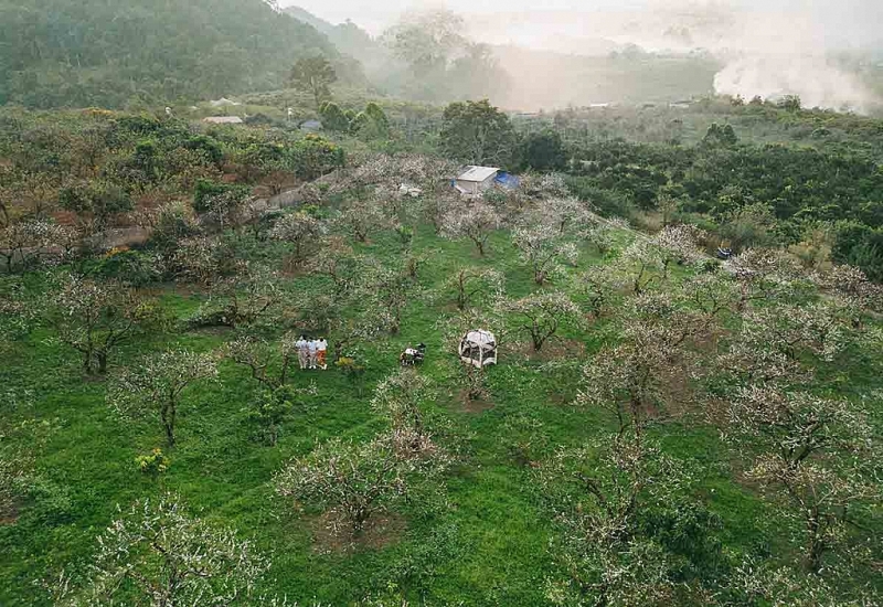 មើលផ្កា plum ក្រៅរដូវនៅ Moc Chau