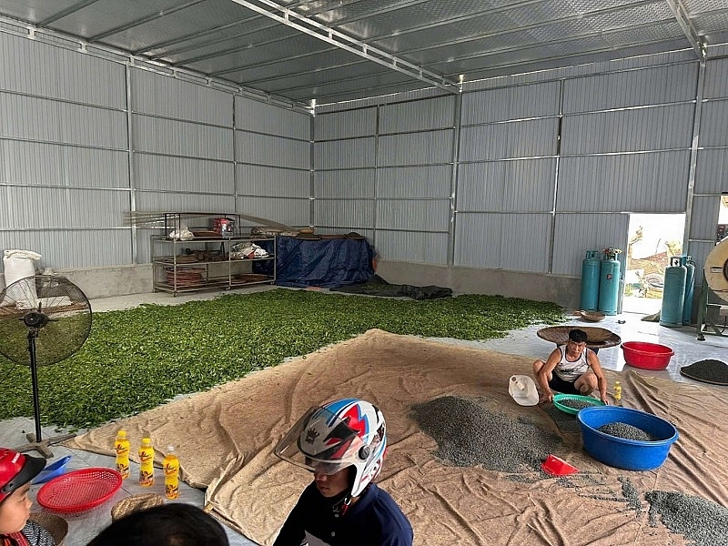 នៅកណ្តាលពពកពណ៌សនៃ Tua Chua ក្មេងស្រីនេះបានបញ្ឆេះចំណង់ចំណូលចិត្តចំពោះក្តីស្រមៃនៃតែសានទឿយៀតវៀតណាម