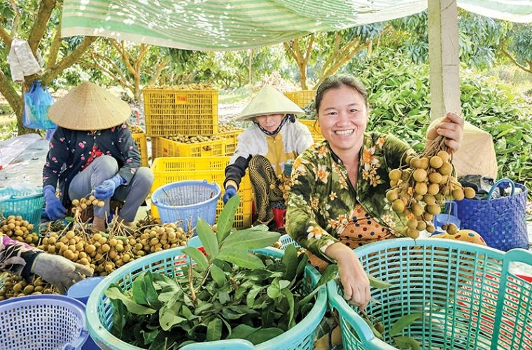 Theo Sở Nông nghiệp và Phát triển nông thôn TP Cần Thơ, thành phố đã xây dựng, phát triển 143 mô hình cánh đồng lớn, với diện tích mỗi vụ trên 36.470ha và có 1.127ha diện tích sản xuất theo tiêu chuẩn VietGAP và tương đương; phát triển mô hình canh tác lúa chất lượng cao và phát thải thấp nhằm triển khai thực hiện Đề án “Phát triển bền vững 1 triệu héc-ta chuyên canh lúa chất lượng cao, phát thải thấp gắn với tăng trưởng xanh vùng ĐBSCL đến năm 2030”. Thành phố cũng đã có hơn 690ha sản xuất rau màu và cây ăn trái theo VietGAP và tương đương, đồng thời có 219 mã vùng trồng cây ăn trái phục vụ xuất khẩu, với diện tích 3.014ha trên các đối tượng cây trồng chủ lực (như xoài, nhãn, vú sữa, sầu riêng…) xuất khẩu sang thị trường Thái Lan, Hàn Quốc, Trung Quốc, Mỹ, Úc và EU. Diện tích nuôi thủy sản đạt theo các tiêu chuẩn chất lượng, an toàn như: VietGAP, ASC… hiện đạt 193ha.