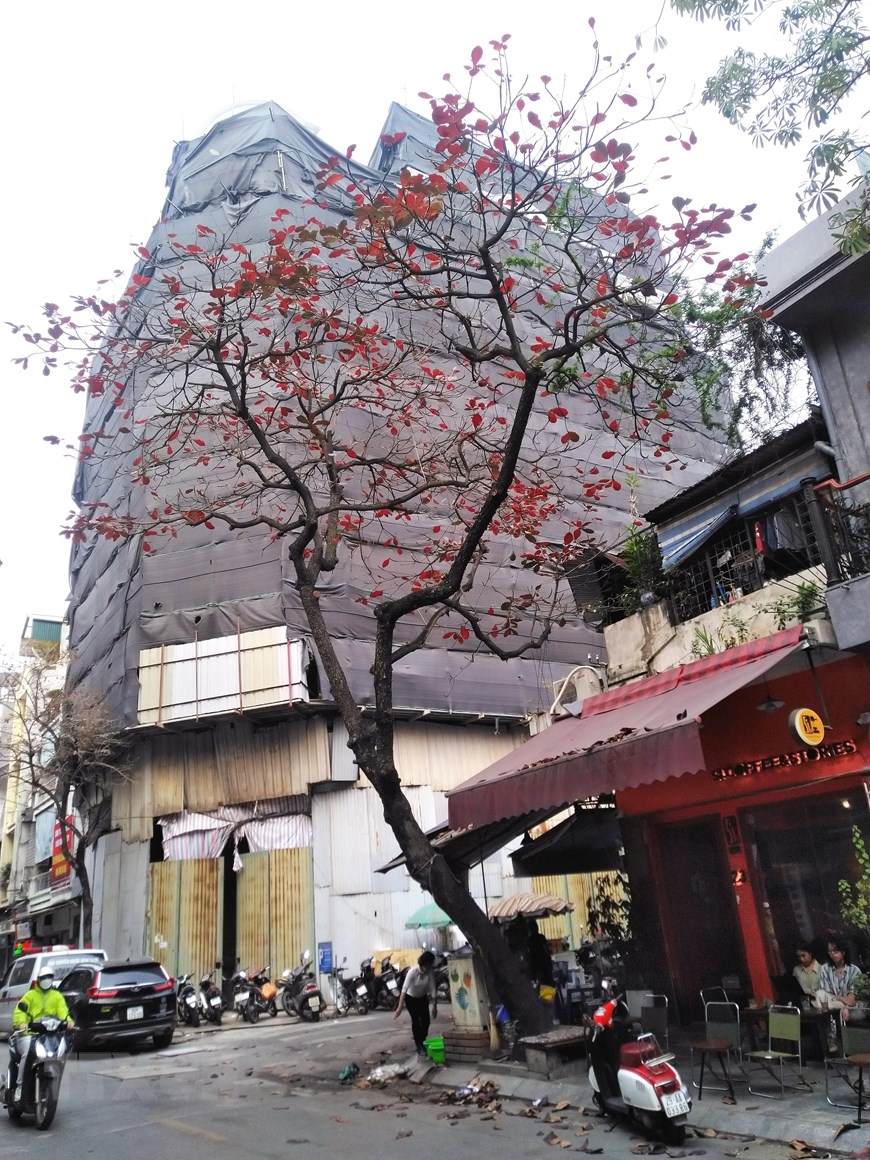 ទេសភាពរដ្ឋធានី Ha Noi ស្រស់ស្អាត ក្នុងរដូវកាលដែលដើមឈើផ្លាស់ប្តូរស្លឹក
