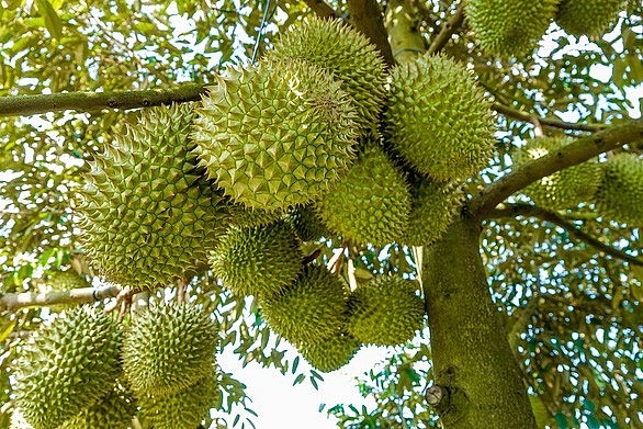 ផ្លែទុរេនវៀតណាមត្រូវបានផ្តល់ទិដ្ឋាការជាផ្លូវការទៅប្រទេសចិន