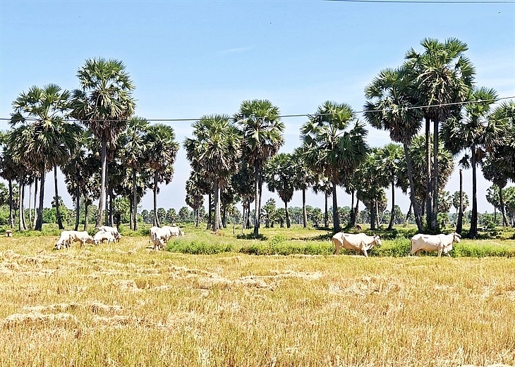 Tri Ton ជាស្រុកដ៍ពិសិដ្ឋមួយនៅតំបន់ព្រំដែន