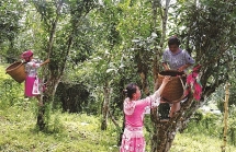 តែ សានទ្វៀត ណាហាង ផលិតផលពិសេសនៃខេត្តទ្វៀនក្វាង