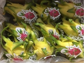 ផ្លែស្រកានាគវៀតណាមមានទីផ្សារធំទូលាយក្នុងការនាំចេញទៅកាន់ប្រទេសអូស្ត្រាលី
