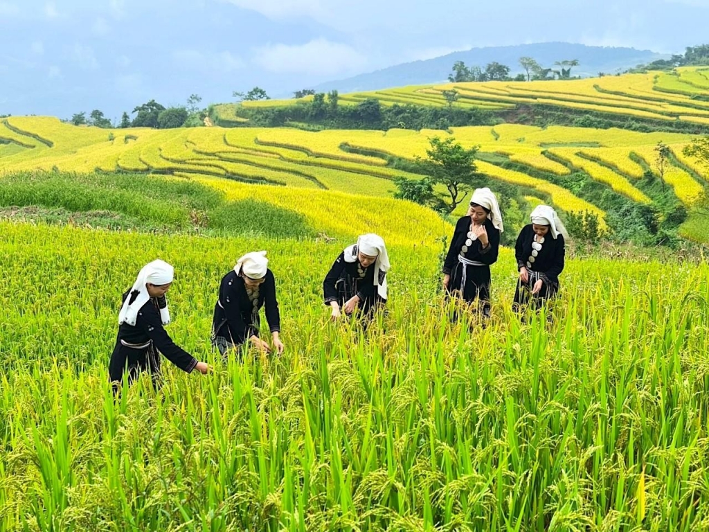 ការទាក់ទាញនៃរដូវកាលមាស Hong Thai ការទាក់ទាញនៃរដូវកាលមាស Hong Thai