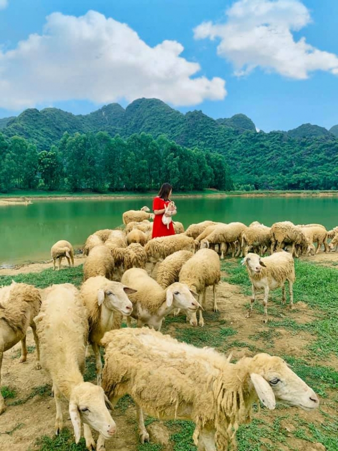 វាលចៀមនៅខេត្ត Ninh Binh ដែលប្រៀបដូចជាសួនច្បារក្នុងរឿងព្រេងនិទាន
