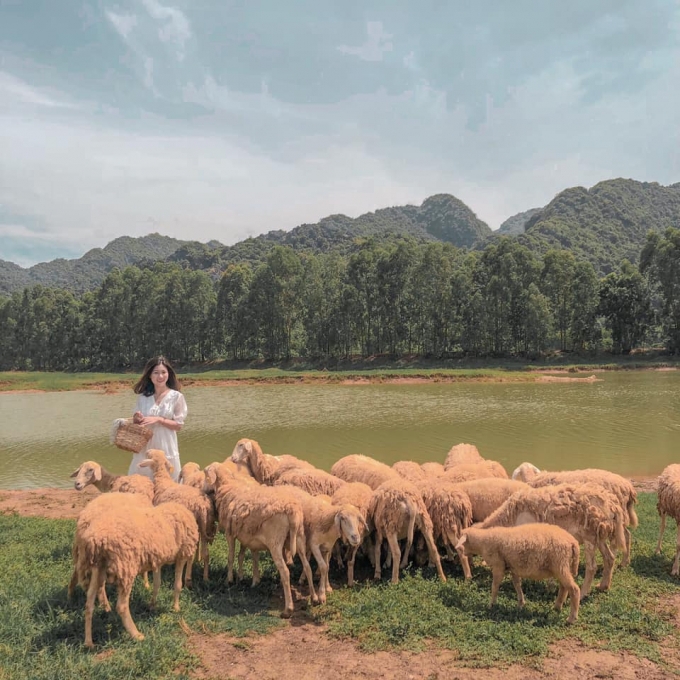 វាលចៀមនៅខេត្ត Ninh Binh ដែលប្រៀបដូចជាសួនច្បារក្នុងរឿងព្រេងនិទាន