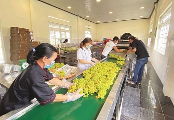ទំពាំងបាយជូរបៃតងនៃខេត្ត និញធន់