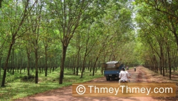 កម្ពុជា​នាំចេញ​ជ័រកៅស៊ូ​ធា្ល​ក់​ជិត​៥០​ភាគរយ ក្នុង​ខែកុម្ភៈ