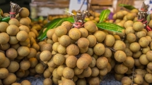 ផ្លែ​មៀន​ប៉ៃលិន​កម្ពុជា កំពុងមាន​ទីផ្សារ​នៅ​ប្រទេស​ថៃ ចន្លោះ​ពី ៥​ពាន់ ទៅ ៦​ពាន់​តោន​