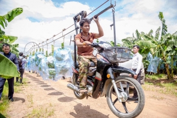ចិនពេញចិត្តជាខ្លាំង ចំពោះបច្ចេកទេសការដាំដុះ និងប្រមូលផលផ្លែចេករបស់កម្ពុជា