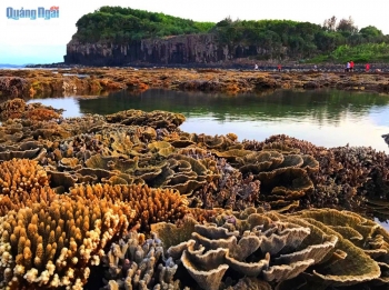 ភ្ញៀវទេសចរគ្រប់ៗគ្នានឹងចាប់អារម្មណ៍ចំពោះសម្រស់នៃផ្កាថ្មនៅ Ganh Yen