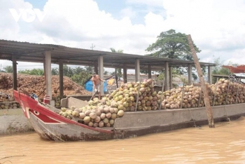 ប្រជាកសិករខេត្ត Ben Tre យកចិត្តទុកដាក់ពិសេសដល់ការកសាងនិងធ្វើឲ្យសុក្រិតនូវខ្សែសង្វាក់តម្លៃកសិផល