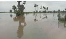 ​កសិករ​រងគ្រោះ​ដោយ​ទឹកជំនន់​នៅ​ខេត្ត​កំពង់ធំ​ ​និង​ខេត្ត​បាត់​ដំបង​ដាក់ពាក្យ​សុំ​សំណង​ធានា​រ៉ាប់រង​