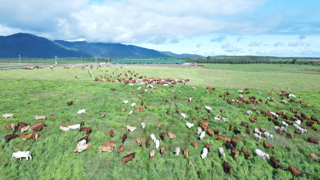 ក្រុមហ៊ុន THACO AGRI សាងសង់​រោងចក្រ​ផលិត​គោក្របី​ រួម​នឹង​ការ​ដាំ​ដើមឈើ​ហូបផ្លែ