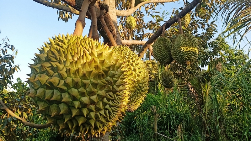 ធូរេនជាមុខម្ហូបដែលលោកអ្នកគួរតែទទួលទាននៅពេលមកដល់ខេត្តកំពត