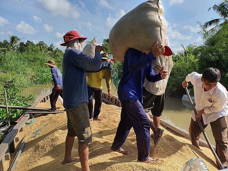 ទិន្នផលស្រូវរដូវបារាំងគឺខ្ពស់បំផុតក្នុងរយៈពេលប៉ុន្មានឆ្នាំចុងក្រោយនេះ ដោយតម្លៃលក់មានស្ថេរភាពប្រជាជនទទួលបានប្រាក់ចំណេញ (រូបថត៖ VOV)