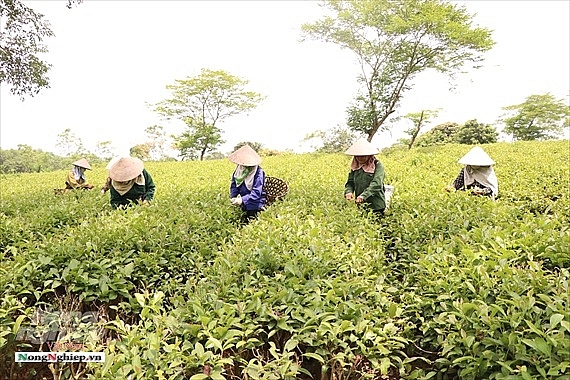 ទួលតែ VietGap Tien Ye។​(រូបថត៖nongnghiep)