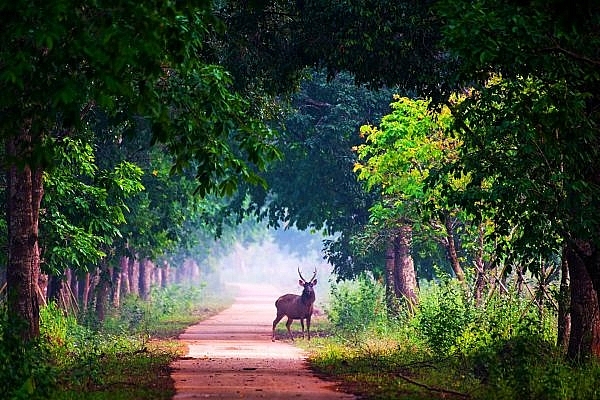 ឧទ្យានជាតិ Cat Tien ទទួលបានចំណងជើងពណ៌បៃតង ដែលជាចំណុចរបត់មួយសម្រាប់ការអភិរក្សធម្មជាតិ និងជីវចម្រុះ