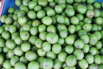 វៀតណាមនាំចេញផ្លែ Sau ក្លាស្សេ ទៅអូស្ត្រាលីជាលើកដំបូង