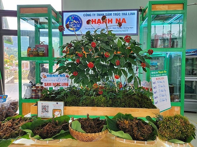 បើកពិធីបុណ្យយិនស៊ិន Ngoc Linh នៅ Nam Tra My (វៀតណាម)