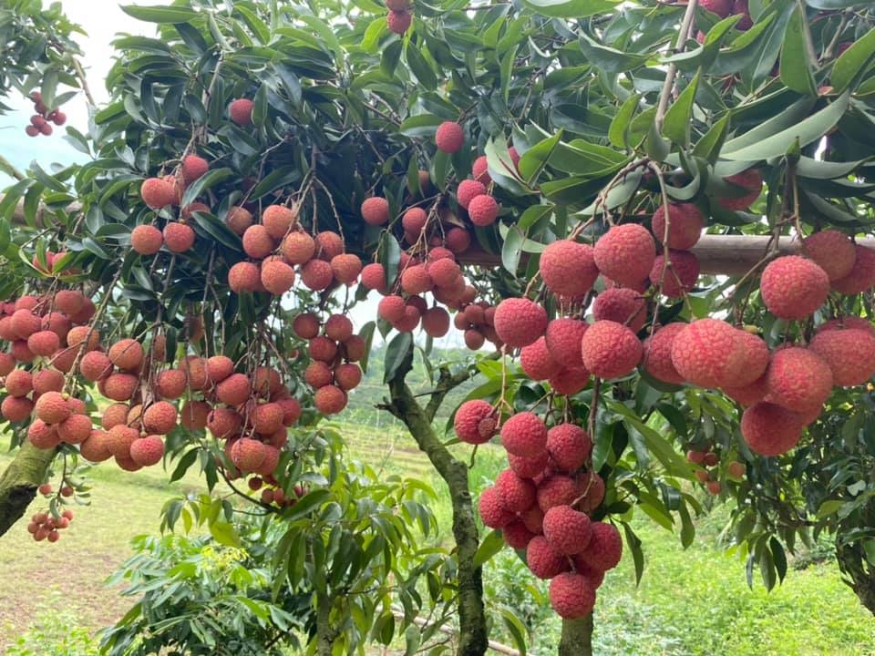 ផ្លែ គូលេនស្រស់ស្រស់​ពីរ​តោន​ដំបូង​របស់​វៀតណាម​បាន​វាយ​លុក​លើ​ធ្នើរ​ផ្សារ​ទំនើប​ក្នុង​ប្រទេស​បារាំង
