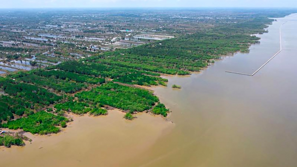 កាត់បន្ថយការហូរច្រោះតាមឆ្នេរសមុទ្រ ស្តារប្រព័ន្ធអេកូឡូស៊ីព្រៃកោងកាងនៅ Ca Mau