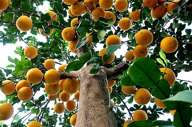 ភូមិ Tu Lien Kumquat មានភាពមមាញឹកក្នុងរដូវបុណ្យចូលឆ្នាំថ្មីប្រពៃណីវៀតណាម («បុណ្យតេត»)