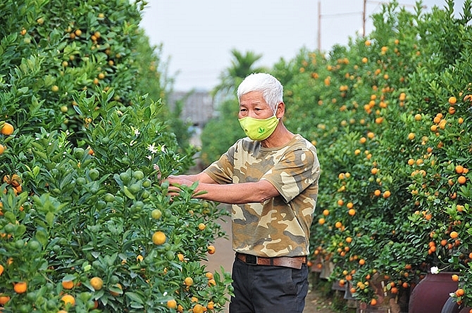 ភូមិ Tu Lien Kumquat មានភាពមមាញឹកក្នុងរដូវបុណ្យចូលឆ្នាំថ្មីប្រពៃណីវៀតណាម («បុណ្យតេត»)