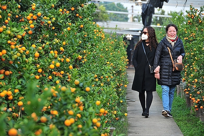 ភូមិ Tu Lien Kumquat មានភាពមមាញឹកក្នុងរដូវបុណ្យចូលឆ្នាំថ្មីប្រពៃណីវៀតណាម («បុណ្យតេត»)