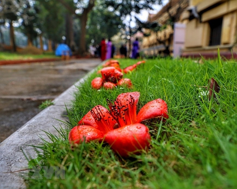 ទីក្រុងហាណូយភ្លឺត្រចះត្រចង់ជាមួយនឹងពណ៌ក្រហមនៃផ្កាក្រណាត់ស្បៃក្រហមដ៏គួរឱ្យស្រលាញ់ក្នុងខែមីនា