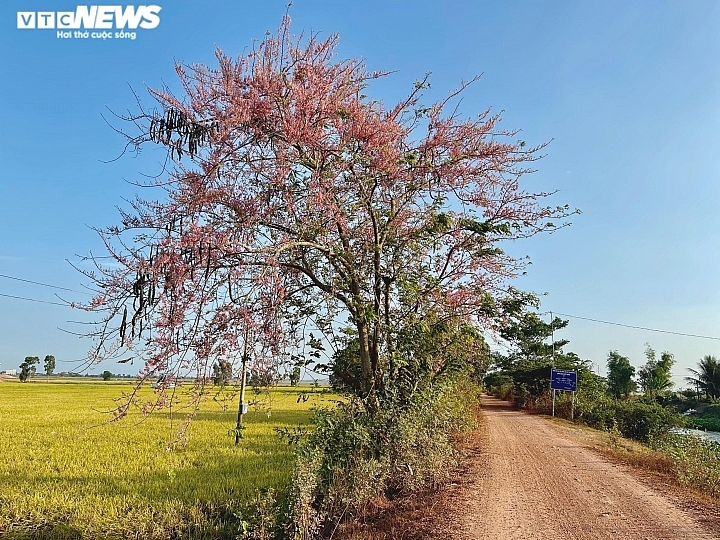 គយគន់ 'ផ្កាសាគូរីភាគខាងលិច' បង្ហាញសម្រស់ពណ៌ក្រហមនៅជនបទ