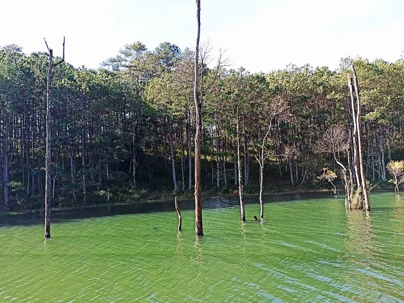 1. Đẹp thơ mộng lối mòn nhỏ ven hồ Tuyền Lâm