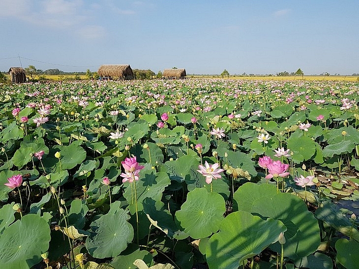 លើកកម្ពស់តម្លៃផលិតផលពីដើមឈូក នៅខេត្ត Dong Thap