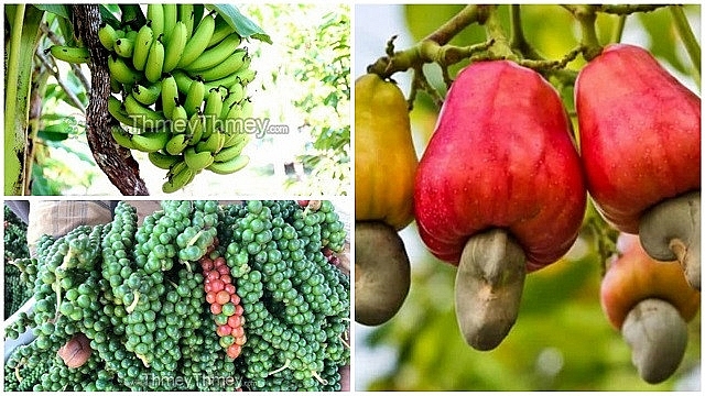 ៨ខែ កម្ពុជានាំចេញកសិផលកើនឡើងជិត៩០ភាគរយ ទោះស្ថិតក្នុងបរិបទកូវីដ-១៩