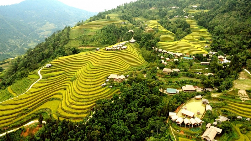 រដូវស្រូវពណ៌មាសនៅភូមិទេសចរណ៍វប្បធម៌សហគមន៍ភូមិណាំហុង (Nam Hong)