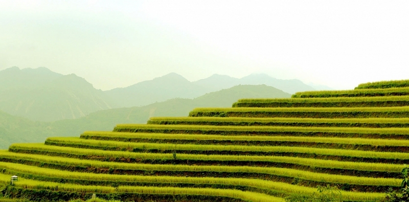 រដូវស្រូវពណ៌មាសនៅភូមិទេសចរណ៍វប្បធម៌សហគមន៍ភូមិណាំហុង (Nam Hong)
