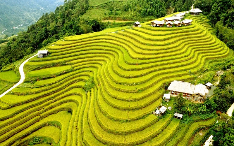 រដូវស្រូវពណ៌មាសនៅភូមិទេសចរណ៍វប្បធម៌សហគមន៍ភូមិណាំហុង (Nam Hong)
