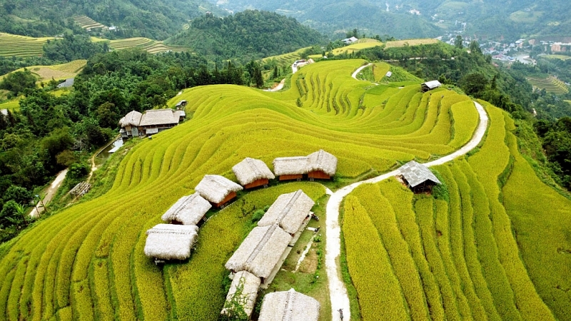 រដូវស្រូវពណ៌មាសនៅភូមិទេសចរណ៍វប្បធម៌សហគមន៍ភូមិណាំហុង (Nam Hong)