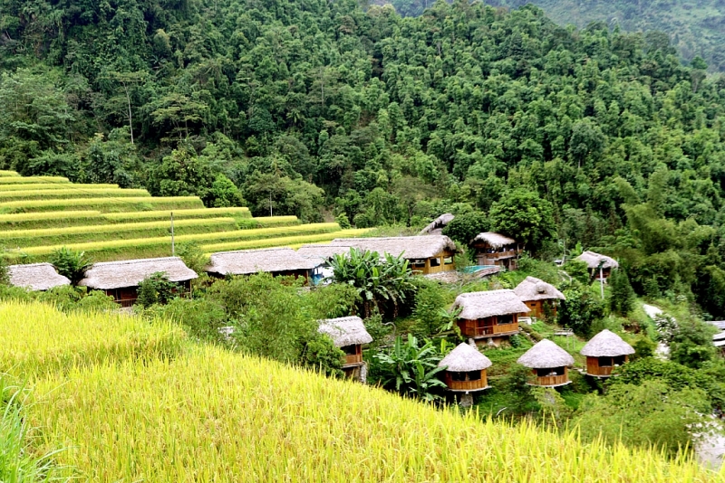 រដូវស្រូវពណ៌មាសនៅភូមិទេសចរណ៍វប្បធម៌សហគមន៍ភូមិណាំហុង (Nam Hong)