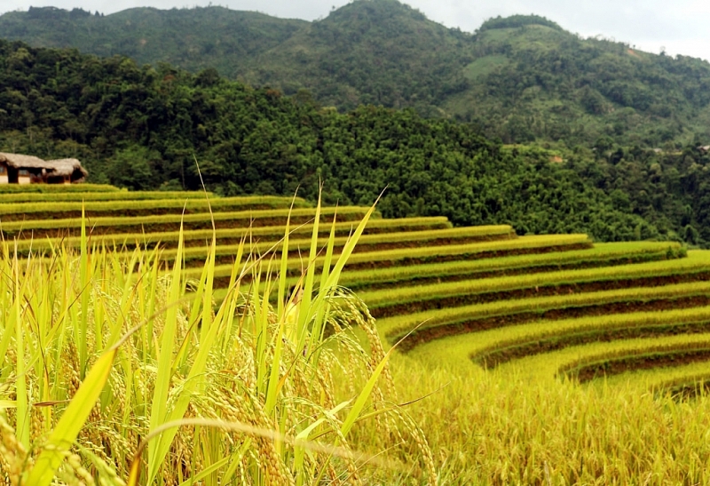 រដូវស្រូវពណ៌មាសនៅភូមិទេសចរណ៍វប្បធម៌សហគមន៍ភូមិណាំហុង (Nam Hong)