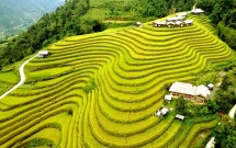 រដូវស្រូវពណ៌មាសនៅភូមិទេសចរណ៍វប្បធម៌សហគមន៍ភូមិណាំហុង (Nam Hong)